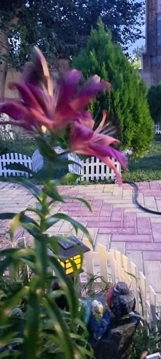 Няня, по часовая,