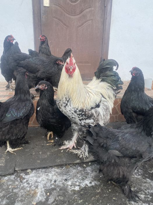 Продам инкубационные айца, брам