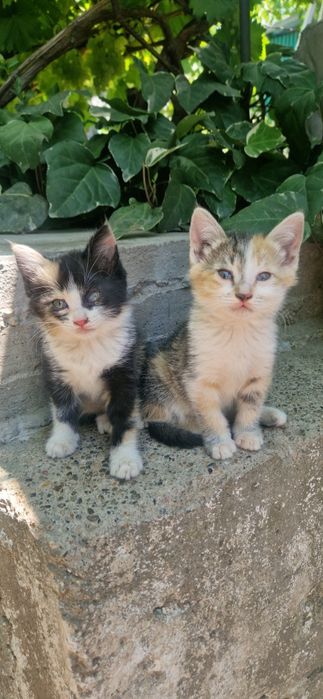 Котята бесплатно