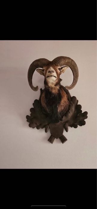 Trofeu muflon naturalizat Germania