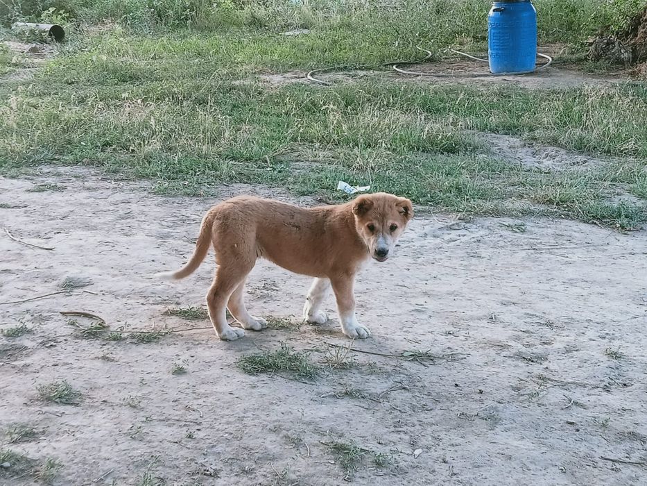 Дендері сау күшік