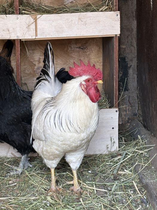 Адлер қораз сатылады