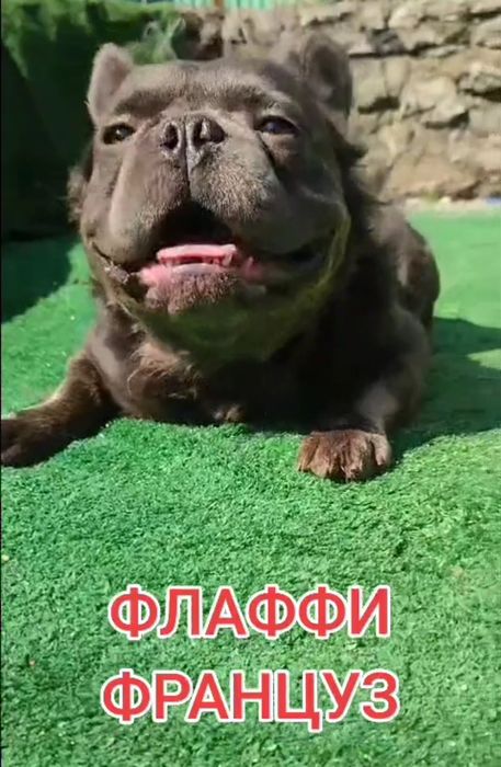 Флаффи (Длинношёрстный французский бульдог)