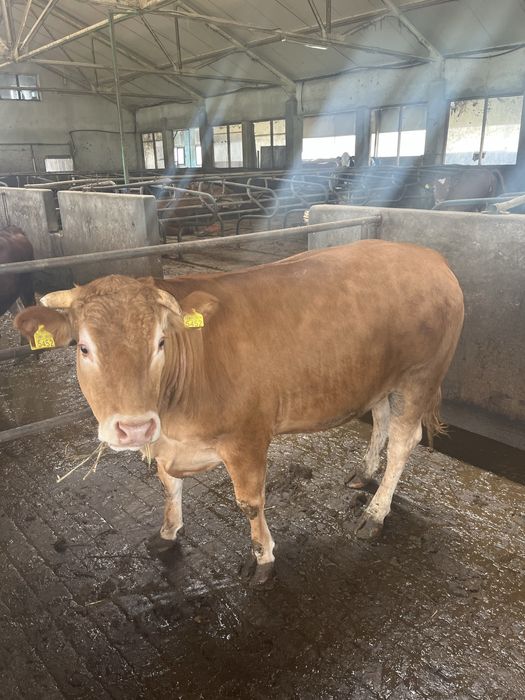 Vand juninca limuzina