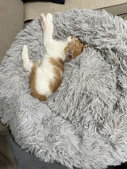 Котенок мальчик в добрые руки 2 месяца