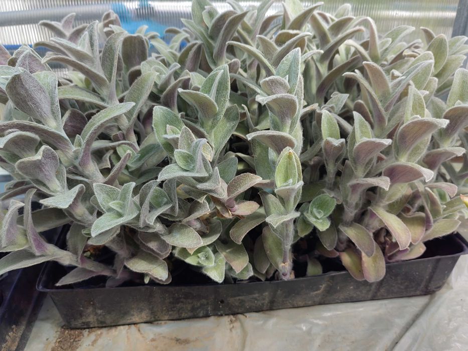 Tradescantia sillamontana