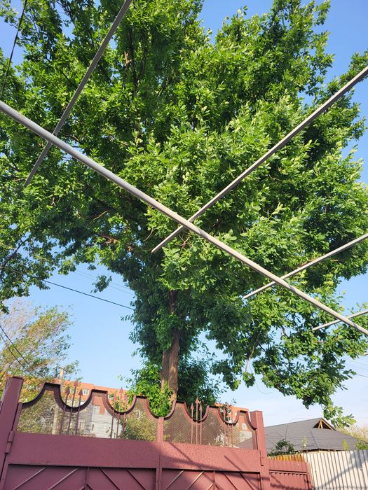 Большое дерево Дуб