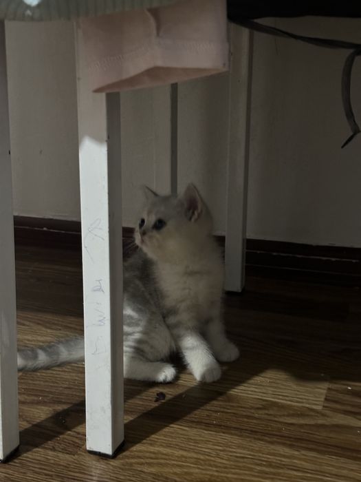 Продается котенок маленькая