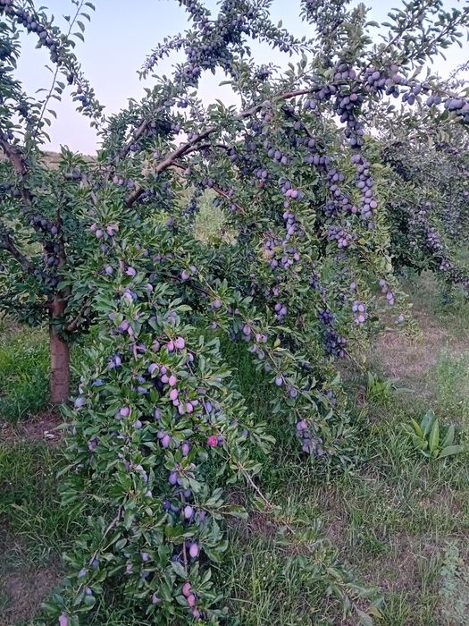 Prune pentru consum