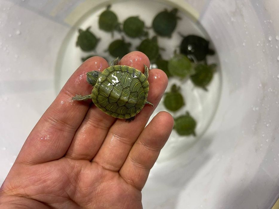 Akvarium baliqlar dokoni sergili va yunusobod