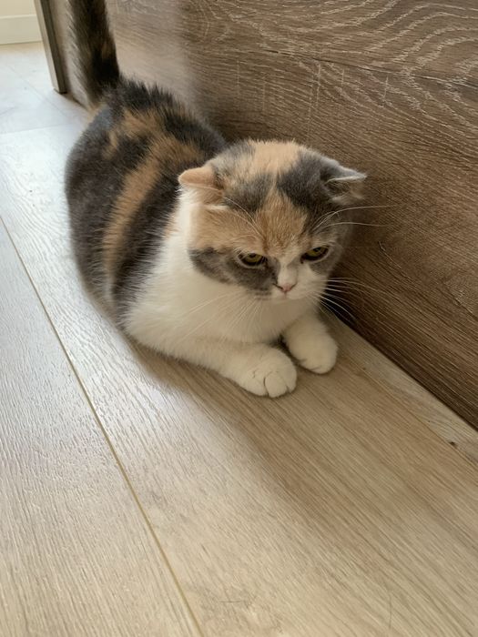 Mushuk sotiladi Skotish fold