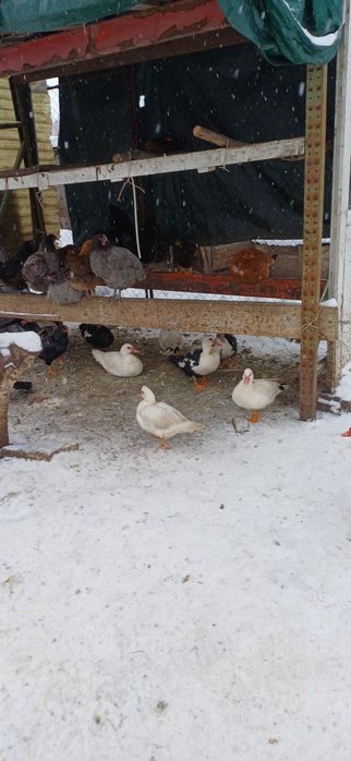 Vănd 2buc curci de casă masculi