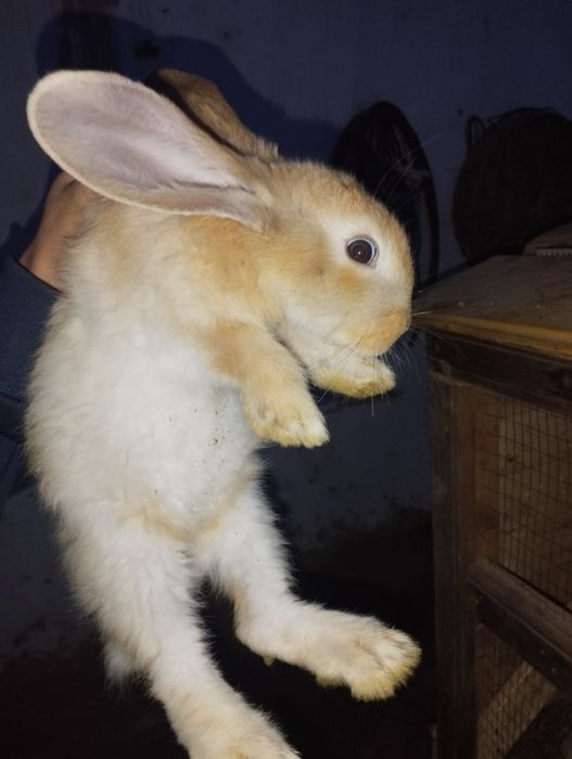 Flandir quyon bolalari 3 oylik