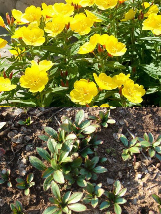 Садовые растения