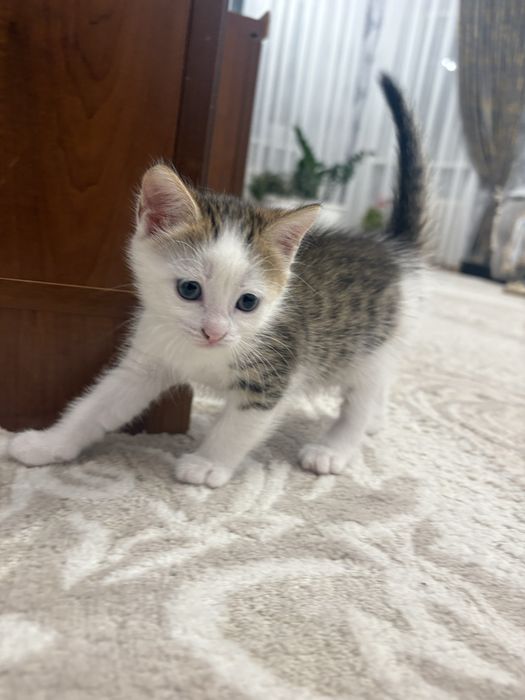 Отдам котенка в добрые руки