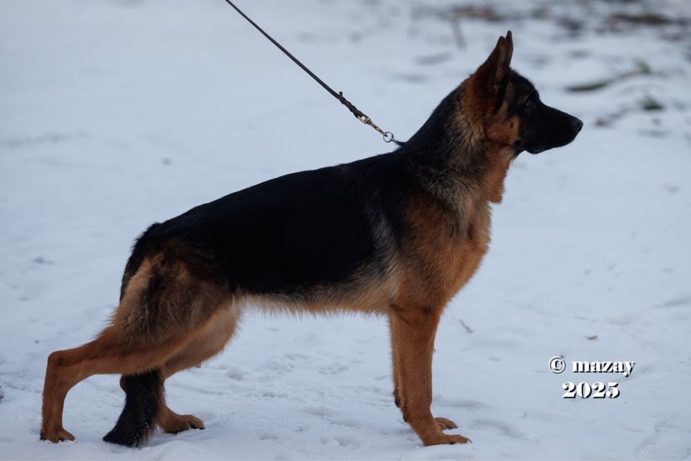 Немецкая  Овчарка