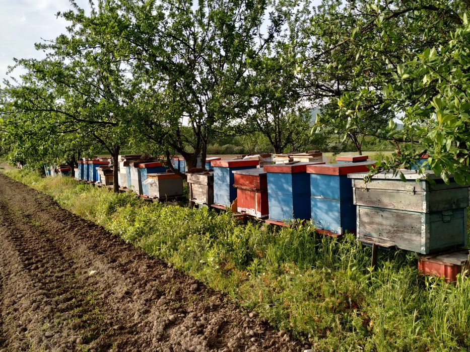 Vând familii de albine la alegere – 50 lei/rama