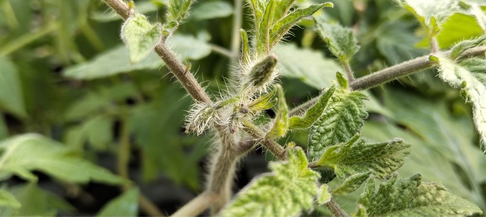 Vând rasad de roșii