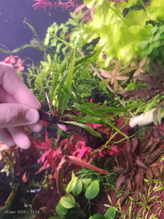 Растения для аквариума