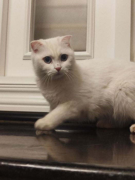 Masajchi yigitni sikdi