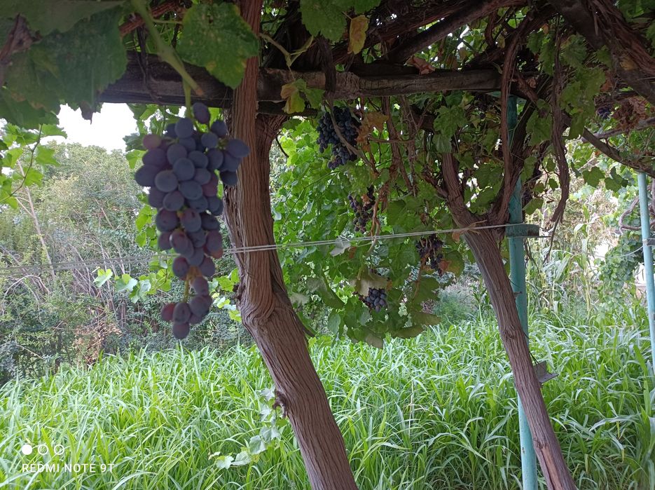 Дача сотилади васходда