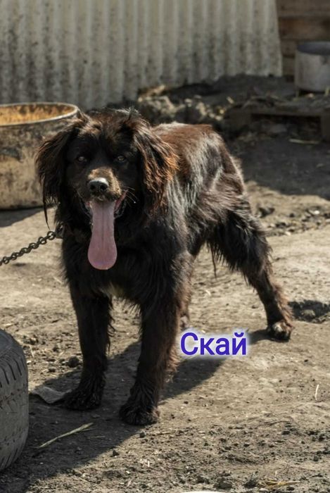 Дарю в добрые и ответственные руки