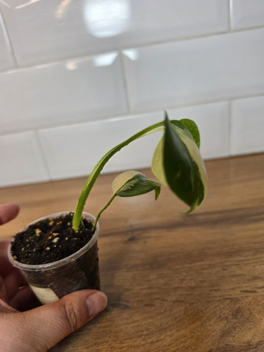 Монстера крем чиз (Monstera 'Cream Cheese')