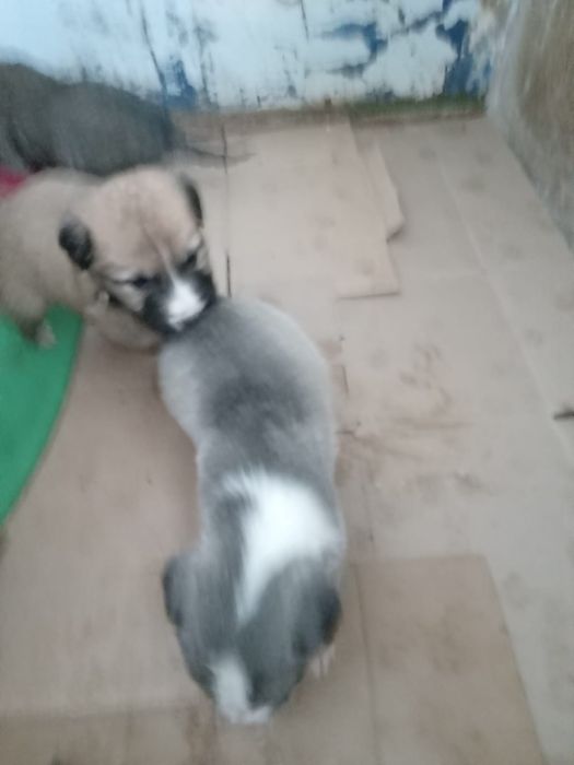 Щенки девочки ищут дом