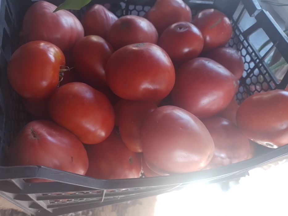 Продам помидоры домашние
