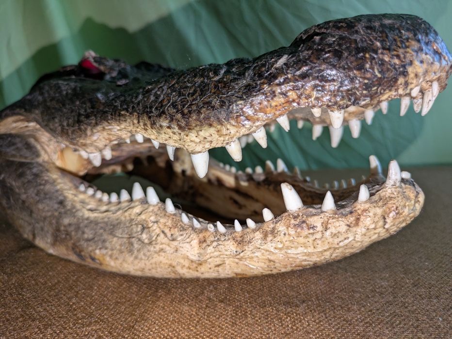 Trofeu Cap de Aligator Autentic - Piesă de Colecție Exotică