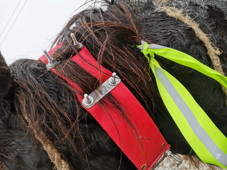 Спутникпен істейтін жылқыға чип