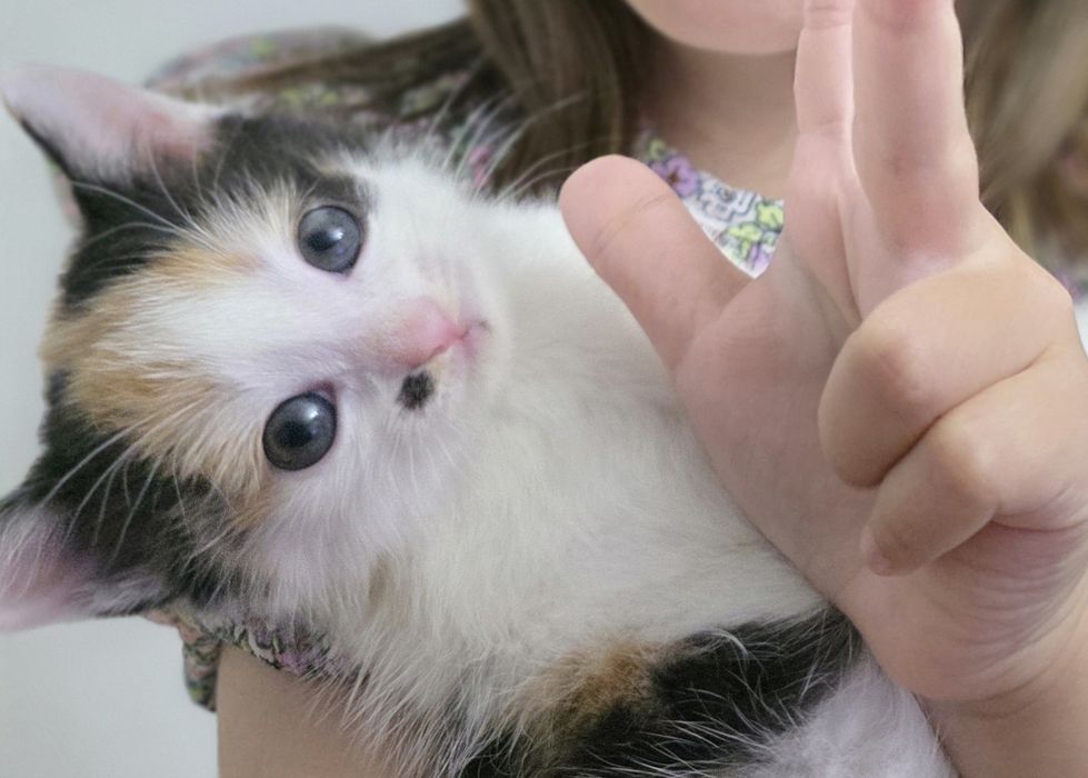 Котята в добрые руки