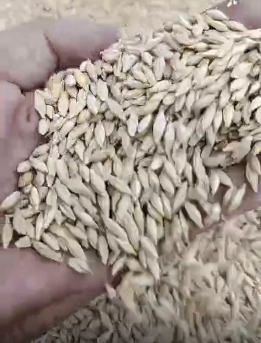 Продам ячмень чистый сухой
