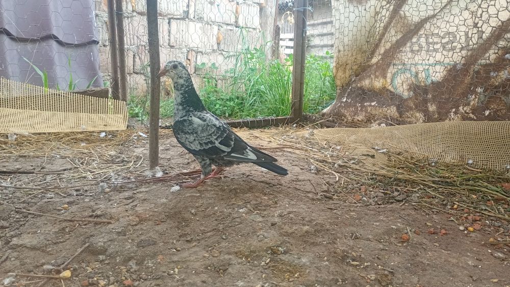 Disponibili porumbei( schimb pe alta culoare)