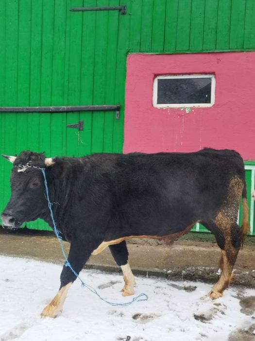 Vând doi tauri 18 kg