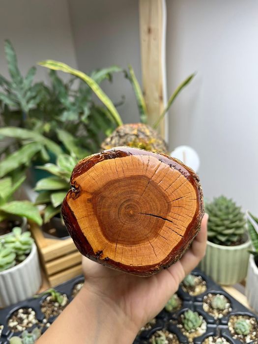 Дърво, аранжирано с горски мъх