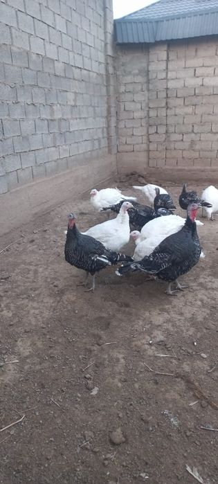 Продам индюки полугодичные