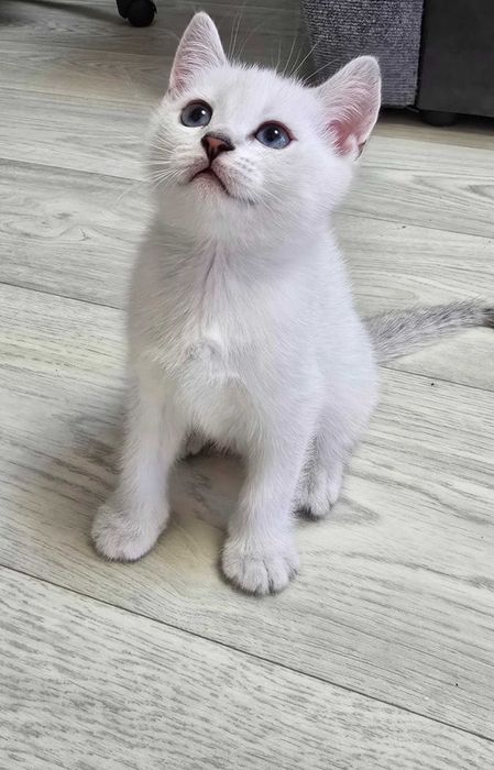 Британский котёнок