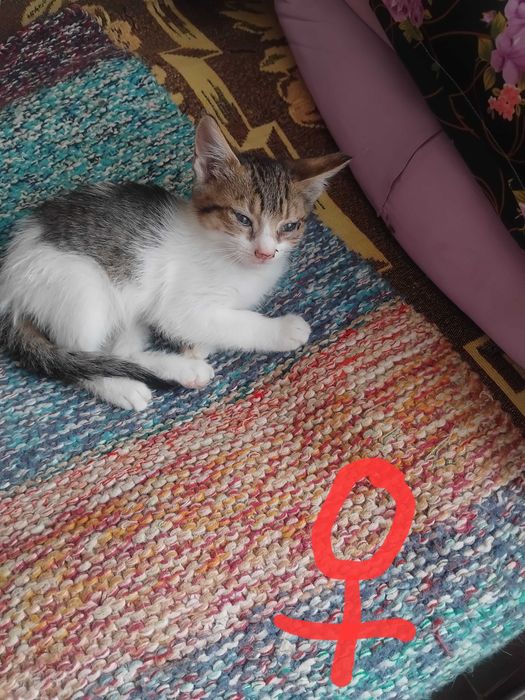 Две котенца подрастващи