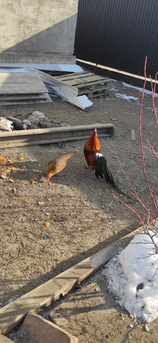 инкубационные яйца куры феникс