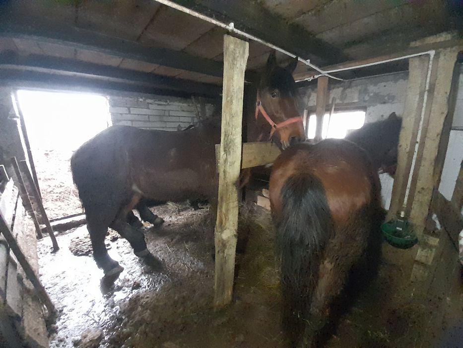 Mânza  si mânz de vânzare