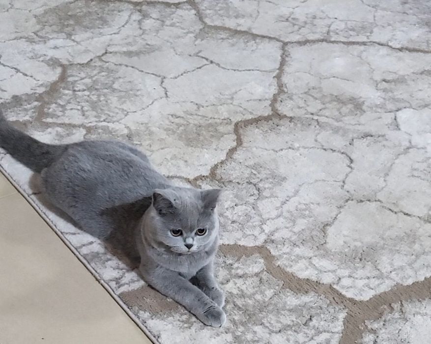 British shorthair blue