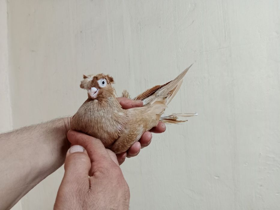 Продам самца жёлтого