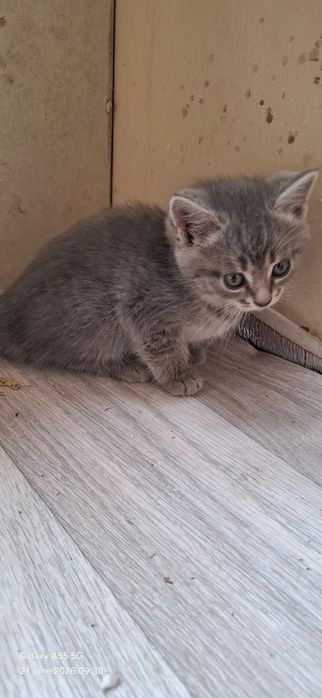 Хорошие Котята даром