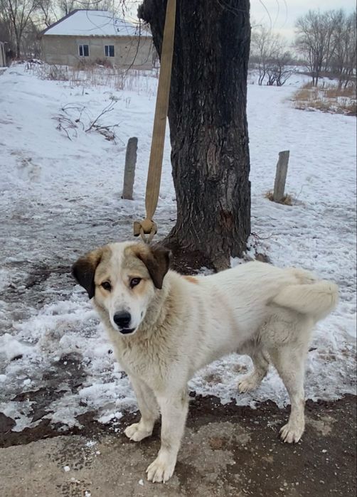 Собака төбет аралас