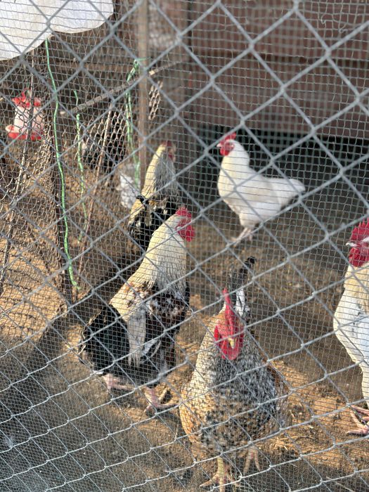 катунски петлета