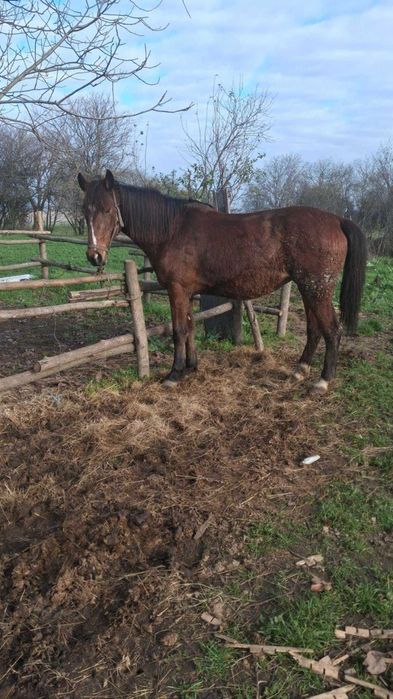 Кон за пряагане добро