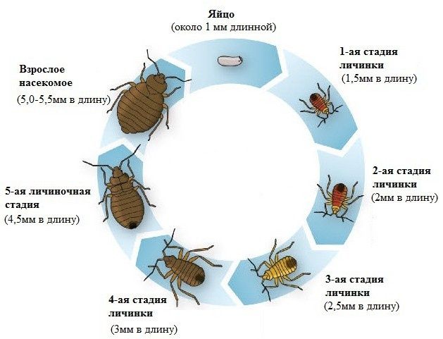 Dezinfeksiya Дезинсекция скидки на клопы ва суарака