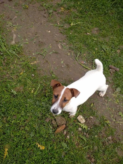 Джак Ръсел териер