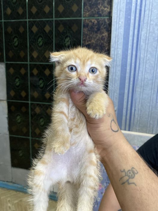 Отдам котёнка девочка Вислоухоя